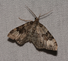 Xanthorhoe iduata