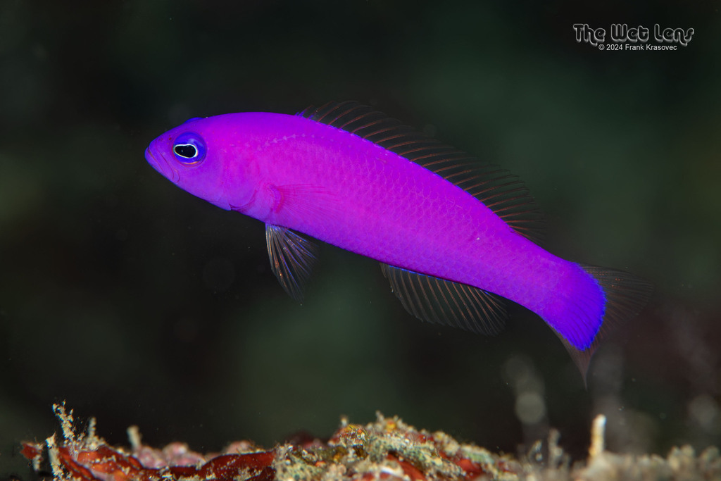 Magenta-juffertje (Pictichromis porphyrea) — Pseudochromidae