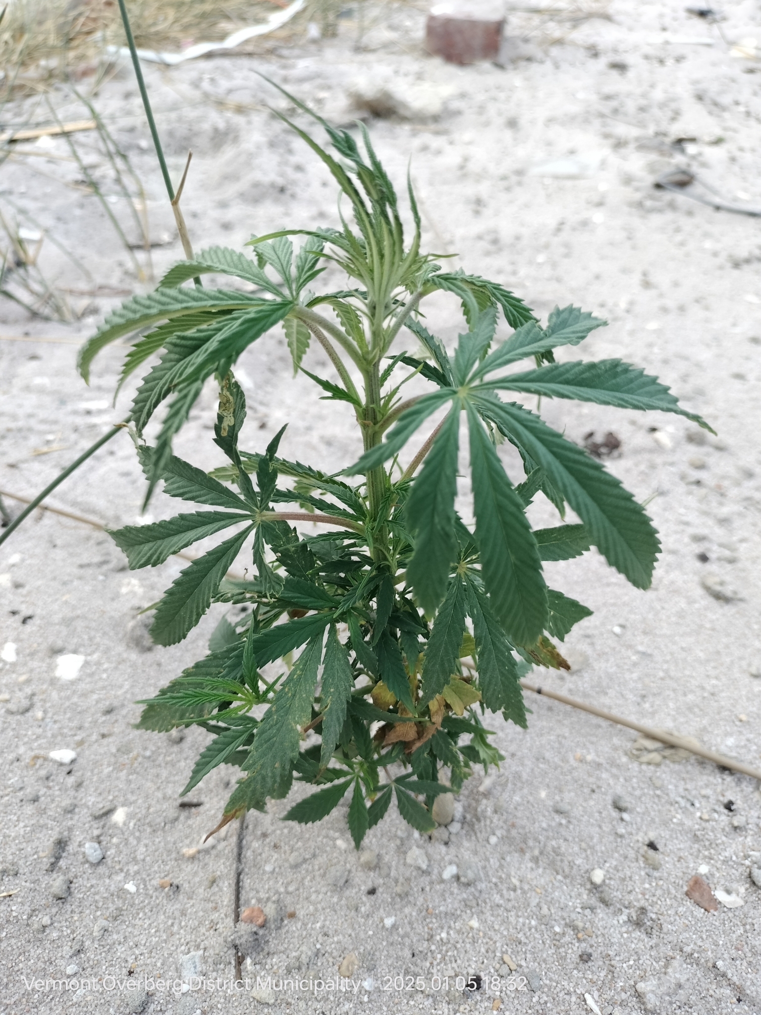 Imagem de Maconha