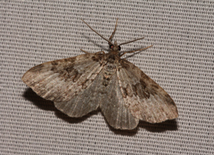 Xanthorhoe iduata