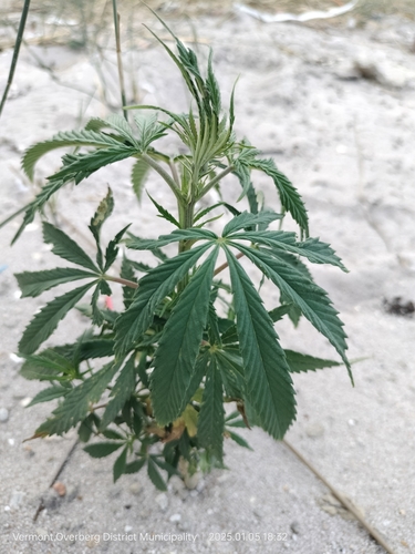 Foto de Maconha