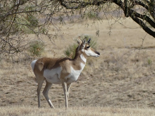 Pronghorn photographed in Arizona