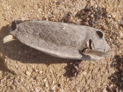 Ostracion — seen at this dive site