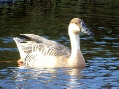 Swan Goose photo 3