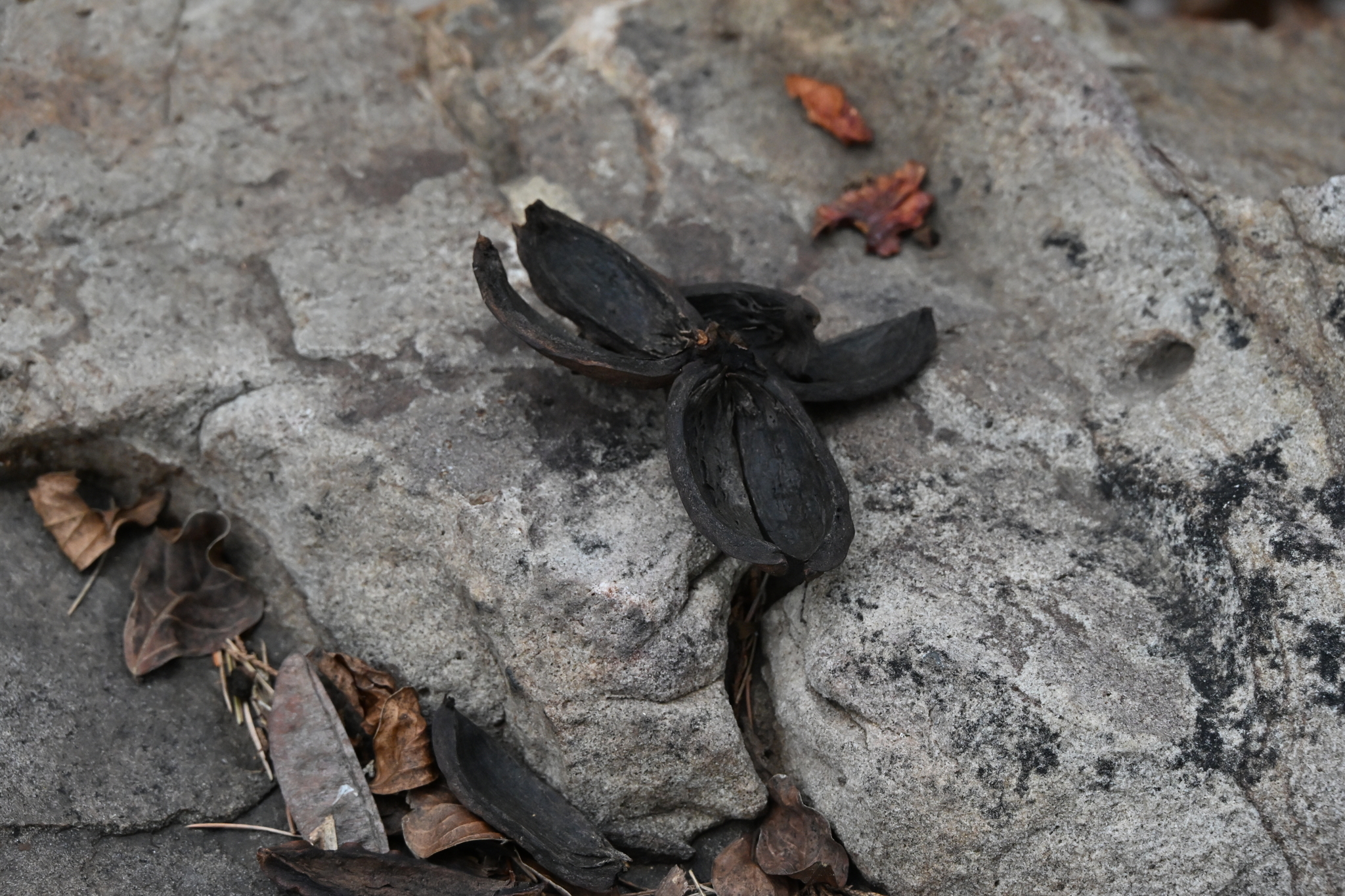 Imagem de Noz pecan