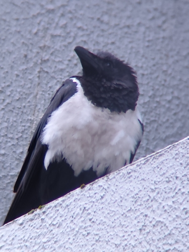 Pied Crow