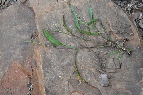 Image of Paspalum langei by no rights reserved