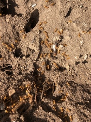 Lasius murphyi