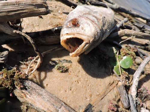 Ternetz's croaker (Plagioscion ternetzi) — Sciaenidae — 3