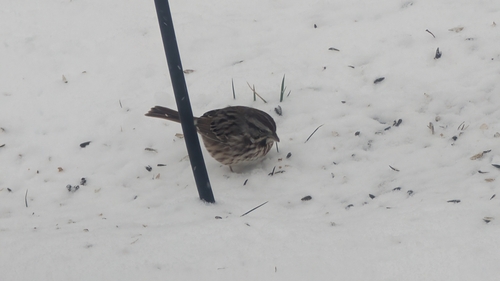 Song Sparrow photographed in Indiana