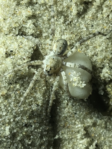 Shoreline Wolf Spider photo 5
