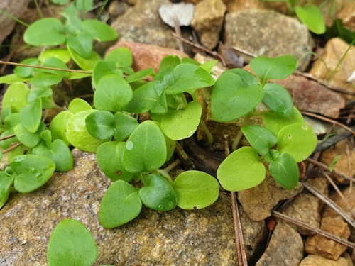 Image of Theligonum cynocrambe by (c) Clément Maouche, some rights reserved (CC BY)