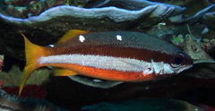 Lutjanus biguttatus