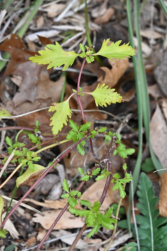 Image of Conoclinium dissectum by no rights reserved