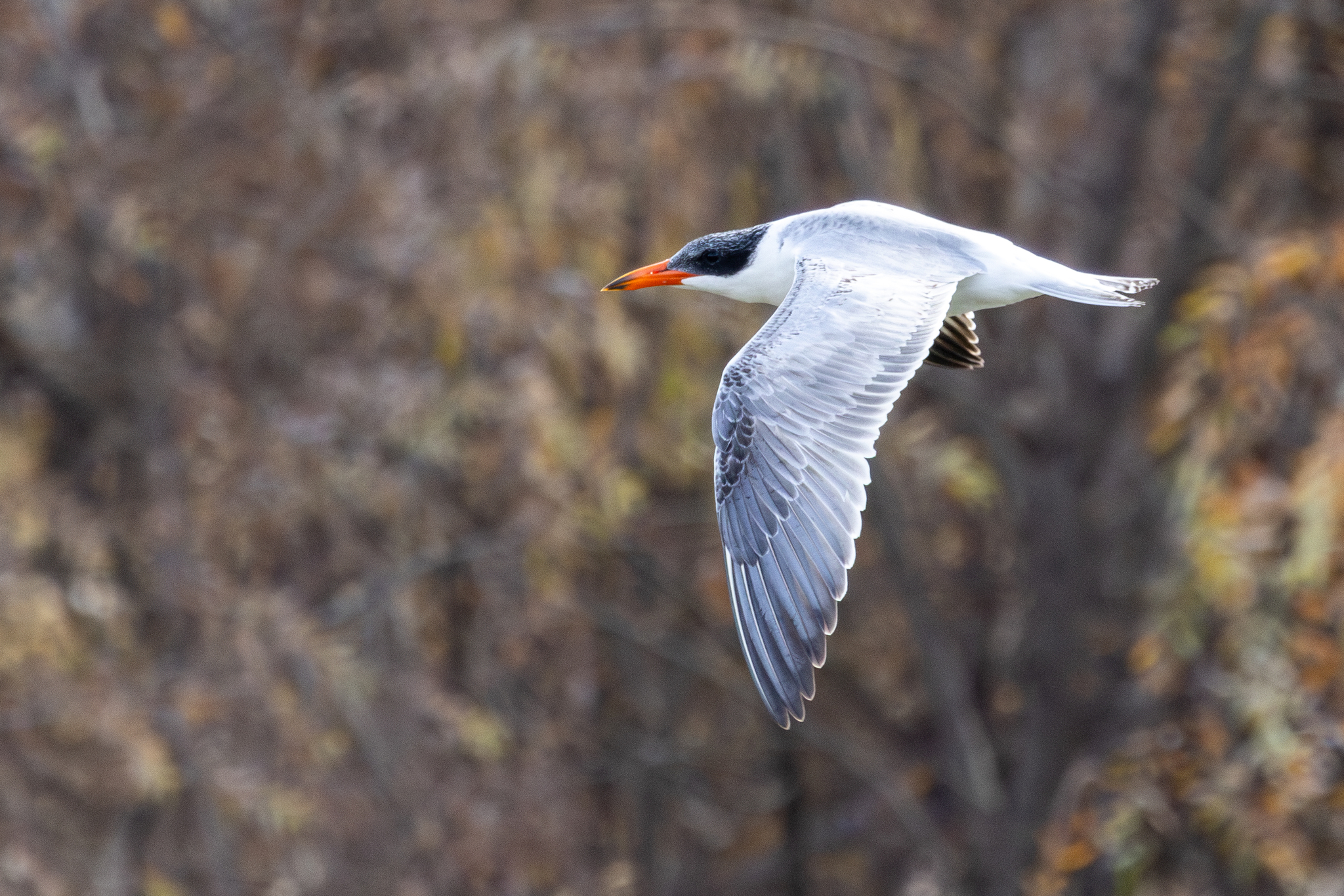 Caspian Tern (Hydroprogne caspia)