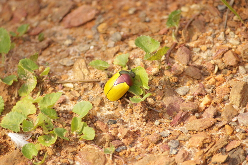 Macraspis clavata