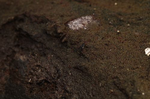 Pentacora hirta