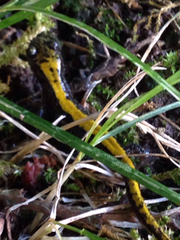 Ambystoma macrodactylum macrodactylum