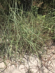 Schizachyrium maritimum