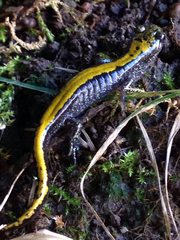 Ambystoma macrodactylum macrodactylum