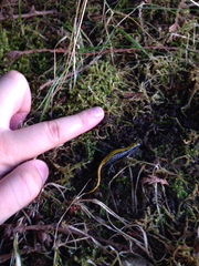 Ambystoma macrodactylum macrodactylum