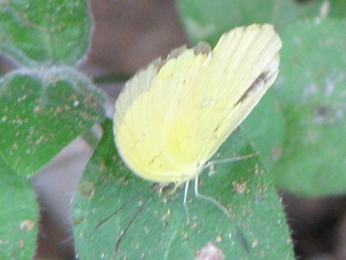 Common Grass Yellow photo 4