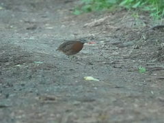 Spotted Buttonquail photo 3