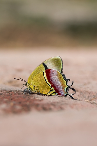Regal Hairstreak