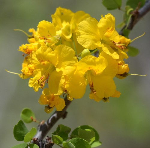 Mexican logwood