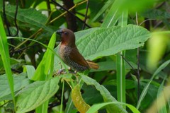 Lonchura punctulata topela