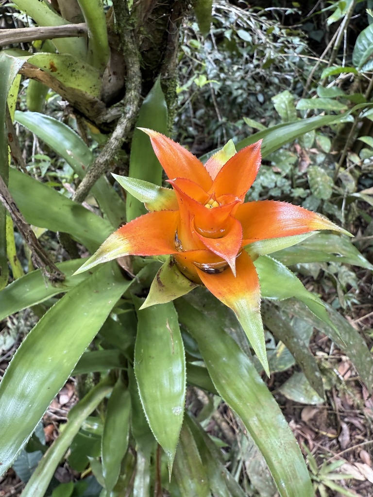 Foto de Gravatinha