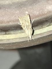 Cybalomia pentadalis