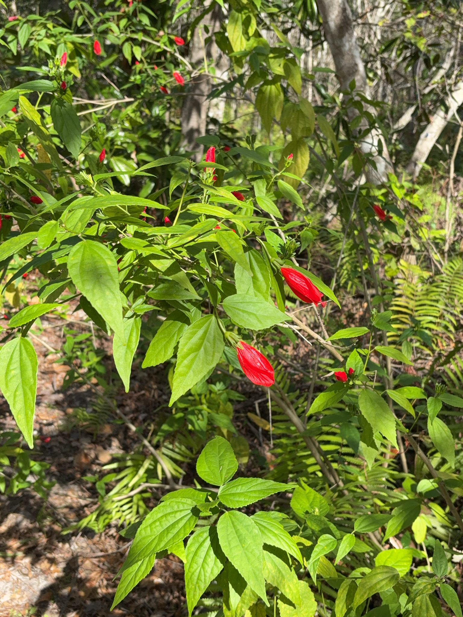 Imagem de Hibisco-colibri