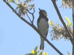 Setophaga chrysoparia