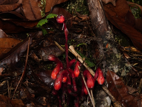 Image of Monotropa coccinea by (c) Daniel Mesa, some rights reserved (CC BY)