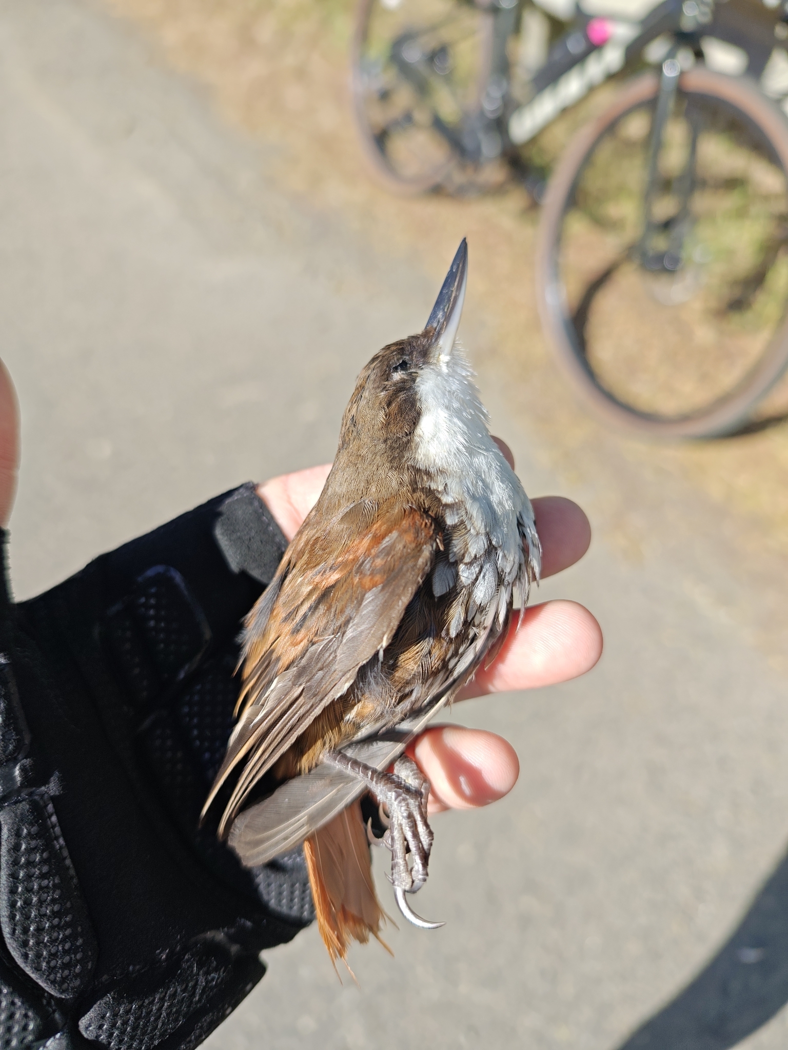 White-throated Treerunner (Pygarrhichas albogularis), photo 9
