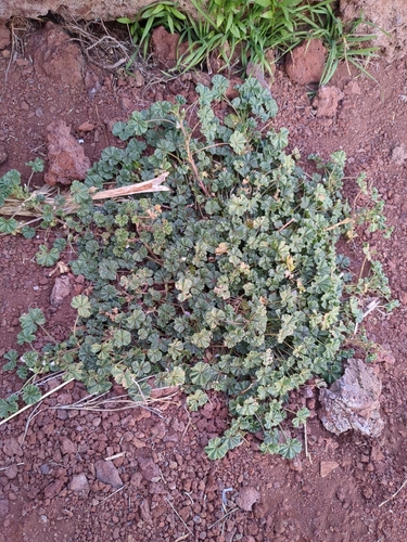 Malva parviflora observed 2024-11-22