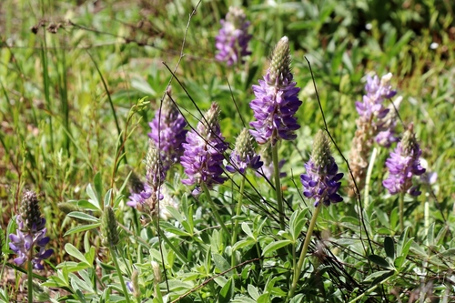 Donner Lake lupine (Lupinus sellulus)
