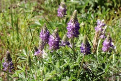 Lupinus lepidus sellulus
