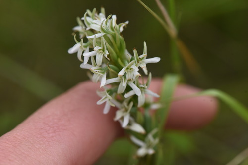 Image of Platanthera elegans by no rights reserved
