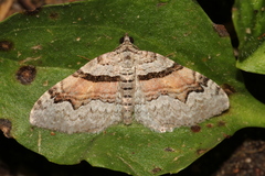 Xanthorhoe packardata