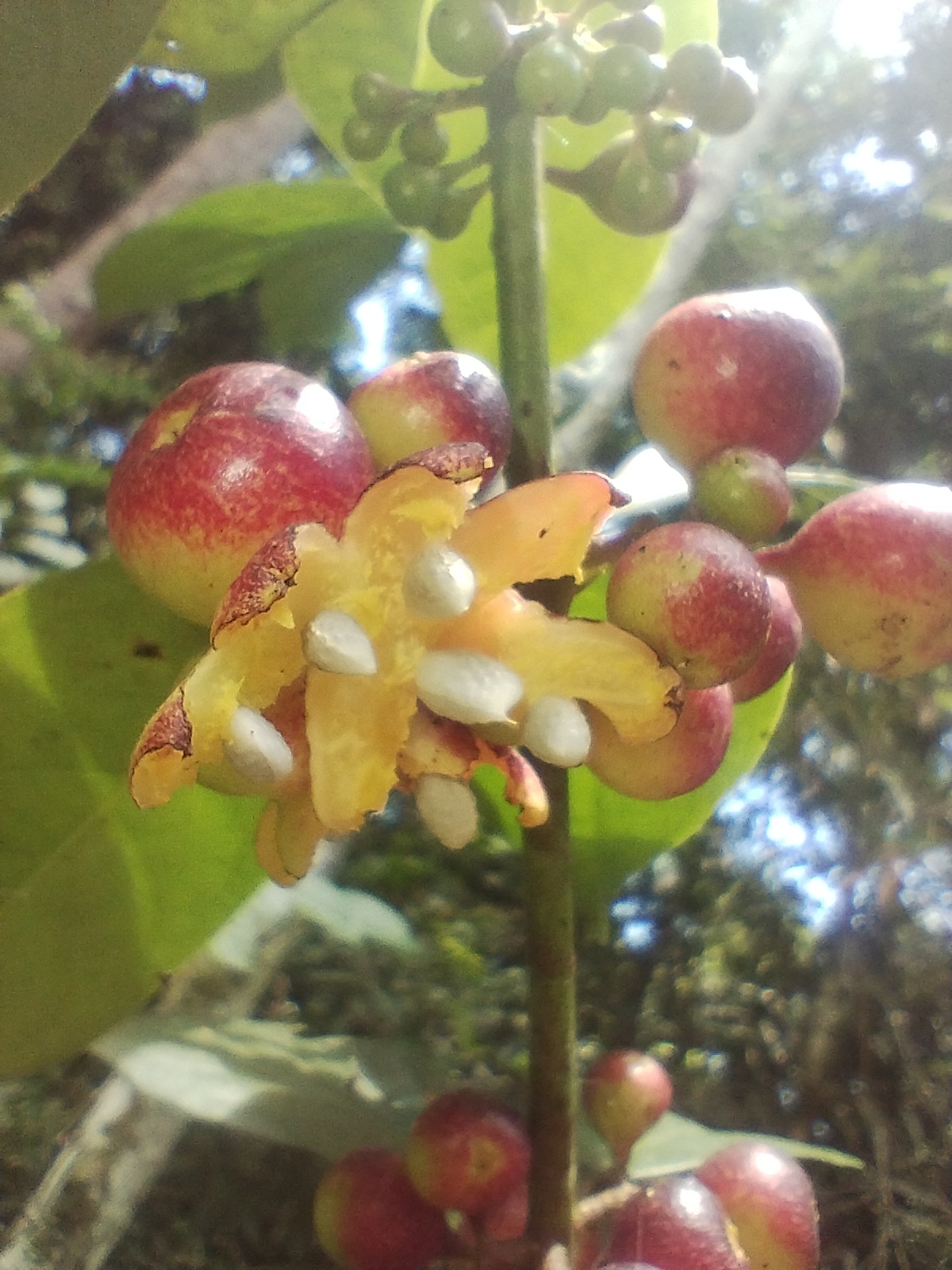 Siparuna guianensis