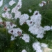 Erysiphe euonymicola