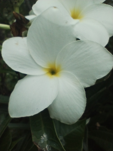 Plumeria pudica