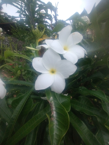 Plumeria pudica