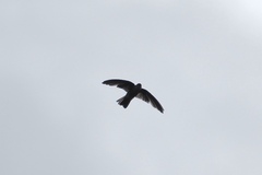 Tahiti Swiftlet photo 3