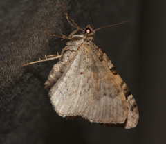 Xanthorhoe packardata