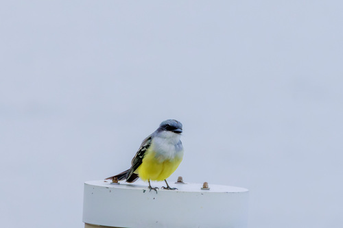 Snowy-throated Kingbird (Tyrannus niveigularis), photo 3