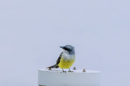 Snowy-throated Kingbird (Tyrannus niveigularis), photo 4