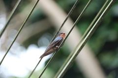 Pacific Swallow photo 4